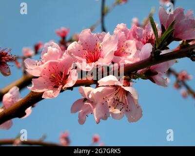 Pesca (Prunus persica), torbida di pesca in fiore, Austria Foto Stock
