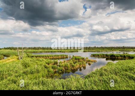 Paesaggio all'Anklam Stadtbruch, Germania, Meclemburgo-Pomerania occidentale, NSG Anklamer Stadtbruch, Anklam Foto Stock