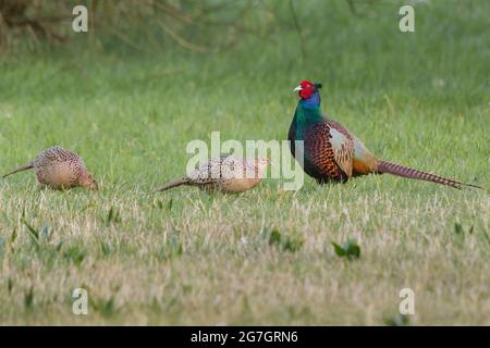 Fagiano comune, fagiano caucasico, fagiano caucasico (Phasianus colchicus), maschio e due femmine, Svizzera, Sankt Gallen Foto Stock