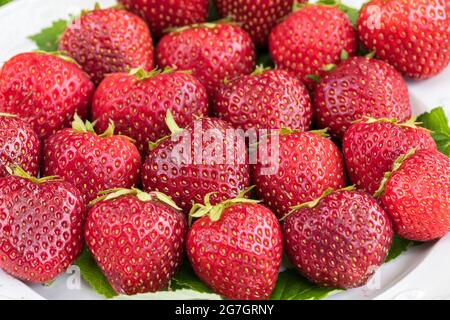 Fragola ibrida, fragola da giardino (Fragaria x ananassa 'malwin', Fragaria x ananassa Malwina, Fragaria ananassa), fragole di cultivar Foto Stock