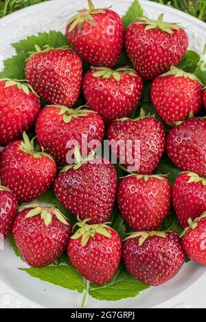 Fragola ibrida, fragola da giardino (Fragaria x ananassa 'malwin', Fragaria x ananassa Malwina, Fragaria ananassa), fragole di cultivar Foto Stock