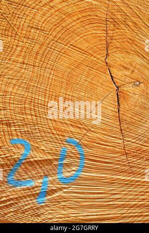 Faggio comune (Fagus sylvatica), sezione trasversale di tronco di faggio con numero, Germania Foto Stock