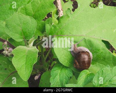 Lumaca è su una foglia di melanzana da giardino. Parassiti di piantine e piante erbacee. Lumaca in giardino Foto Stock