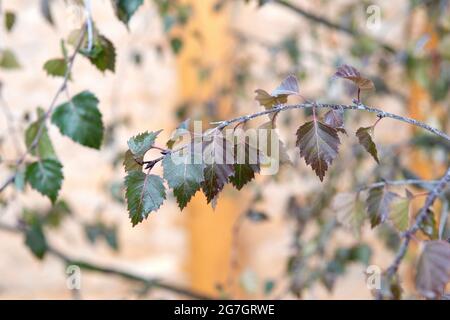 Betulla viola (Betula pendula 'Purpurea'. Betula pendula Purpurea), foglie di Purpurea cultivar Foto Stock