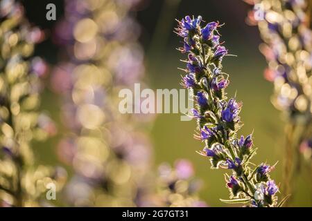 Blueweed, diavolo blu, bugloss di vipera, bugloss di vipera comune (Echium vulgare), fioritura, in retroilluminazione, Germania, Meclemburgo-Pomerania occidentale Foto Stock