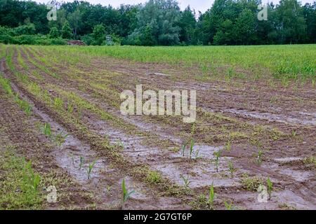 Mais indiano, mais (Zea mays), campo di mais con piante giovani, Germania, Renania settentrionale-Vestfalia, Sauerland Foto Stock