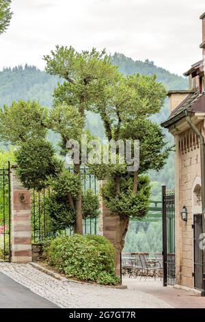 Scatola comune, Boxwood (Buxus sempervirens var. Arborescens, Buxus sempervirens), abitudine Foto Stock