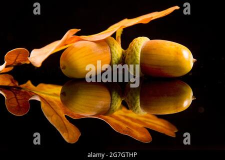 Rovere comune, rovere peduncolato, rovere inglese (Quercus robur. Quercus pedunculata), ghiande e foglie di quercia davanti a fondo nero Foto Stock