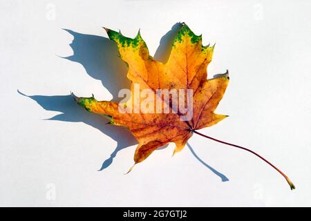 Acero norvegese (Acer platanoides), foglia di acero autunnale con ombra, tagliato Foto Stock