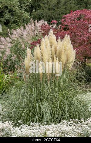 Pampas bianco (Cortaderia selloana 'pumila', Cortaderia selloana pumila), cultivar pumila Foto Stock
