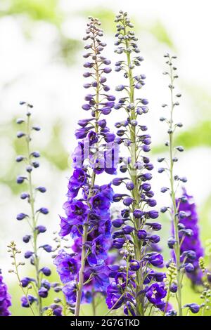 Candle larkspur (Delphinium elatum), alcuni fiorenti cavalieri dubbiosi, Germania Foto Stock