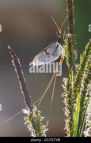 Mayfly comune (Ephemera vulgata), Imago, maschio, Germania, Baviera, Lago di Chiemsee Foto Stock