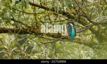 Kingfisher pesca da un albero di Willow Foto Stock