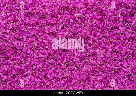 Fotografia di fondo dei fiori di Rosebay Willowwib Foto Stock