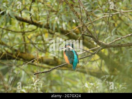 Kingfisher pesca da un albero di Willow Foto Stock