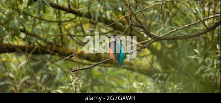 Kingfisher pesca da un albero di Willow Foto Stock