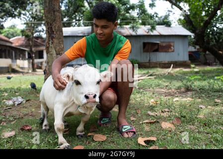 Una mucca bianca nana di nome Rani è salutata come la più piccola vacca del mondo, si trova a Nabinagar, periferia di Dhaka, Bangladesh. È 57 libbre, 27 pollici largo e 20 pollici alto. Il proprietario ha fatto domanda al libro di Guinness dei primati e spera che Rani spezzerà il record per la vacca più piccola del mondo. (Foto di Fatima-Tuj-Johora/Sipa USA) Foto Stock