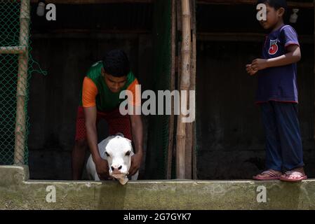 Dhaka, Bangladesh. 14 luglio 2021. Una mucca bianca nana di nome Rani è salutata come la più piccola vacca del mondo, si trova a Nabinagar, periferia di Dhaka, Bangladesh. È 57 libbre, 27 pollici largo e 20 pollici alto. Il proprietario ha fatto domanda al libro di Guinness dei primati e spera che Rani spezzerà il record per la vacca più piccola del mondo. (Foto di Fatima-Tuj-Johora/Sipa USA) Credit: Sipa USA/Alamy Live News Foto Stock