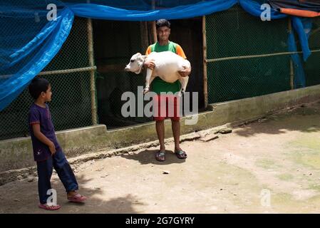 Dhaka, Bangladesh. 14 luglio 2021. Una mucca bianca nana di nome Rani è salutata come la più piccola vacca del mondo, si trova a Nabinagar, periferia di Dhaka, Bangladesh. È 57 libbre, 27 pollici largo e 20 pollici alto. Il proprietario ha fatto domanda al libro di Guinness dei primati e spera che Rani spezzerà il record per la vacca più piccola del mondo. (Foto di Fatima-Tuj-Johora/Sipa USA) Credit: Sipa USA/Alamy Live News Foto Stock