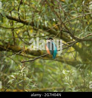 Kingfisher pesca da un albero di Willow Foto Stock