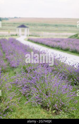 Pittoresca vista sulla natura del campo estivo con fiori di lavanda fioriti. Strada tra i filari di lavanda e gazebo in legno sfocato sullo sfondo. Shot verticale Foto Stock