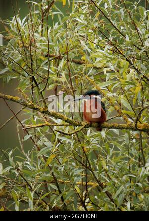 Kingfisher pesca da un albero di Willow Foto Stock