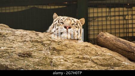 Tigre bianca su una roccia in gabbia, variante pigmentazione della tigre Bengala allo zoo, foto ritratto telefoto Foto Stock