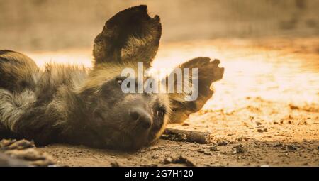 Bandiera di cane africano selvaggio sta riposando e dormendo a terra nella fauna selvatica, ritratto animale del Sud africa Foto Stock