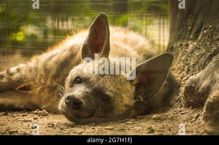 L'Hyena macchiata sta riposando e dormendo sul terreno vicino all'albero Foto Stock