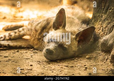 Avvistato Hyena dal Sud Africa sdraiato a terra e riposante e rilassante in giornata di sole, ritratto Foto Stock