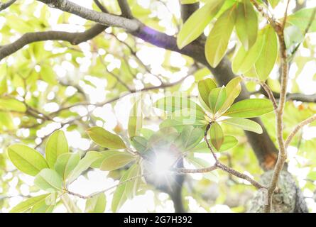 Foglie di primavera retroilluminate e sole che splende attraverso le foglie. Splendido sfondo naturale per la carta da parati. Foto Stock