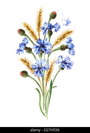 Bouquet di fiori di mais e spighe di grano. Illustrazione di acquerello disegnata a mano, isolata su sfondo bianco Foto Stock