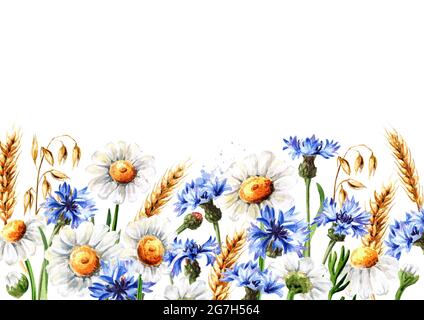 Fiori di prato selvatico cornflowers, margherite, camomilla e orecchie di avena e grano. Illustrazione di acquerello disegnata a mano, isolata su sfondo bianco Foto Stock