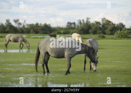 ISLA DE BUDA , DELTA DEL EBRO, TARRAGONA, Foto Stock