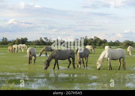 ISLA DE BUDA , DELTA DEL EBRO, TARRAGONA, Foto Stock