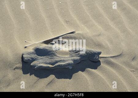 ISLA DE BUDA , DELTA DEL EBRO, TARRAGONA, Foto Stock