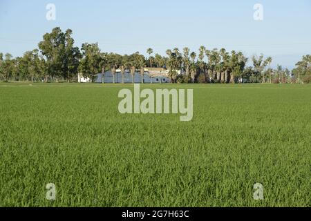 ISLA DE BUDA , DELTA DEL EBRO, TARRAGONA, Foto Stock