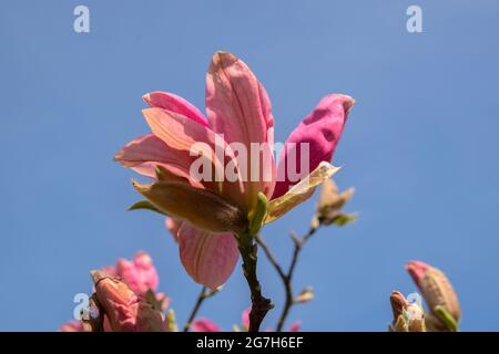 Primo piano Magnolia Daybreak Tree with Flowers at Amsterdam The Netherlands 7-4-2020 Foto Stock