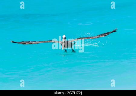 Pellicano bruno (Pelecanus occidentalis) togliendo l'acqua tropicale colorata, Bonaire, Caraibi olandesi. Foto Stock
