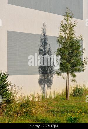 Immagine verticale di un piccolo albero che getta un'ombra su un edificio moderno in un campo di erba Foto Stock