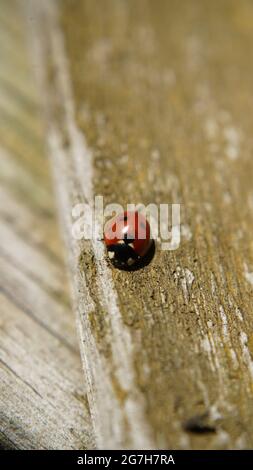 Bonn Germania Febbraio 2021 primo piano di un ladybird rosso con puntini neri su una recinzione di legno beige sotto la luce naturale del sole Foto Stock