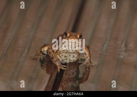 Primo piano di una rana su un pavimento di legno Foto Stock