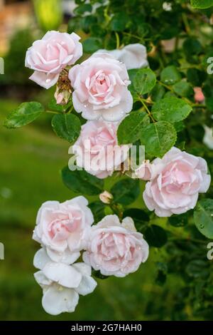 'New Dawn' Climbing Rose, Klätterros (Rosa) Foto Stock