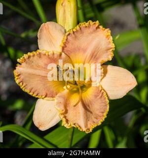 La sala da ballo "Waltz", Daylily Daglilja (Hemerocallis) Foto Stock