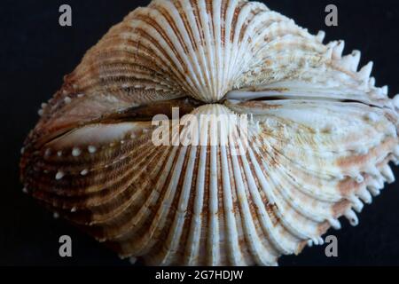 Scarafaggi di prickly sono comuni, bivalvi di plump trovato in sub-litoral fangoso sabbia e ghiaia letti. Sono fortemente costolati e armati di spine Foto Stock