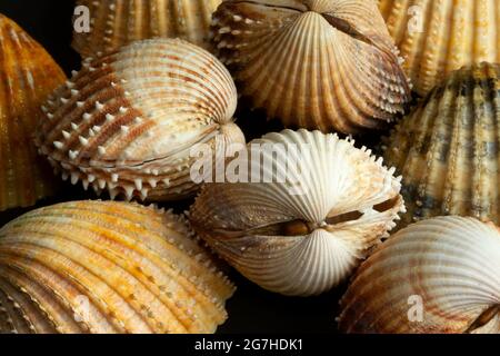 Scarafaggi di prickly sono comuni, bivalvi di plump trovato in sub-litoral fangoso sabbia e ghiaia letti. Sono fortemente costolati e armati di spine Foto Stock