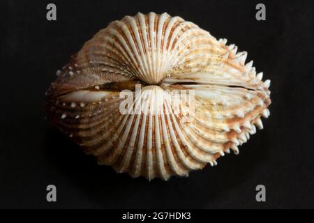 I cockles di Prickly sono bivalvi comuni di Pump trovati nella sabbia fangosa sub-litoral e nei letti di ghiaia. Sono fortemente costolati e armati di spine Foto Stock