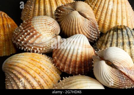 Scarafaggi di prickly sono comuni, bivalvi di plump trovato in sub-litoral fangoso sabbia e ghiaia letti. Sono fortemente costolati e armati di spine Foto Stock