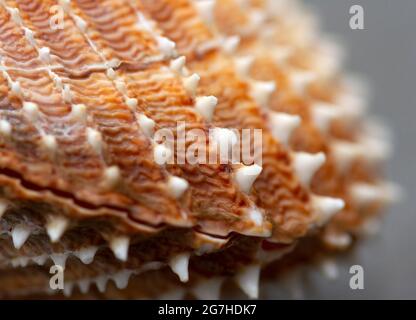 Scarafaggi di prickly sono comuni, bivalvi di plump trovato in sub-litoral fangoso sabbia e ghiaia letti. Sono fortemente costolati e armati di spine Foto Stock