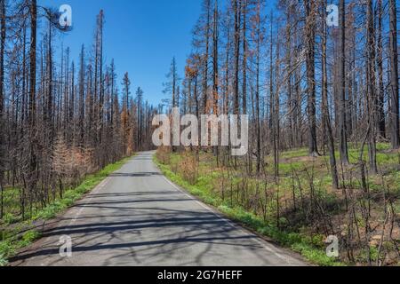 Strada attraverso la foresta bruciata nel 2012 Table Mountain Fire, Table Mountain, Okanogan-Wenatchee National Forest, Washington state, Stati Uniti Foto Stock